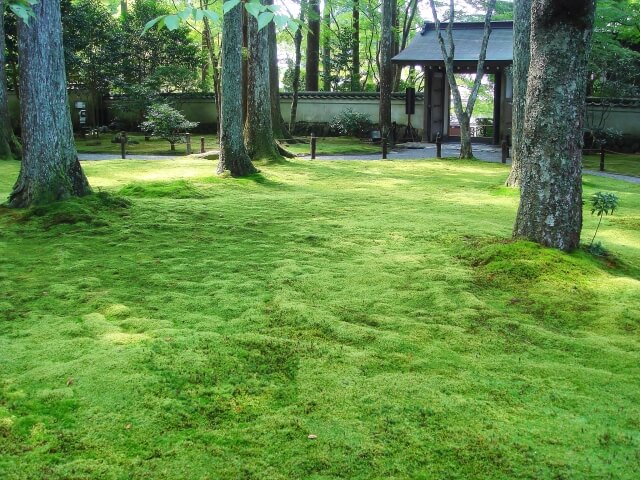 コケが綺麗に生えている庭
