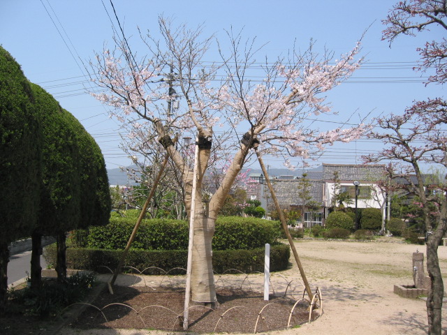 松江市のガーデンリフォーム事例（アプローチと人工芝）